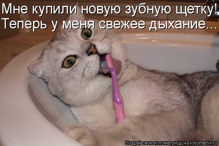 Мне купили новую зубную щетку! Теперь у меня свежее дыхание...... Котоматрица: Мне купили новую зубную щетку! Теперь у меня свежее дыхание...