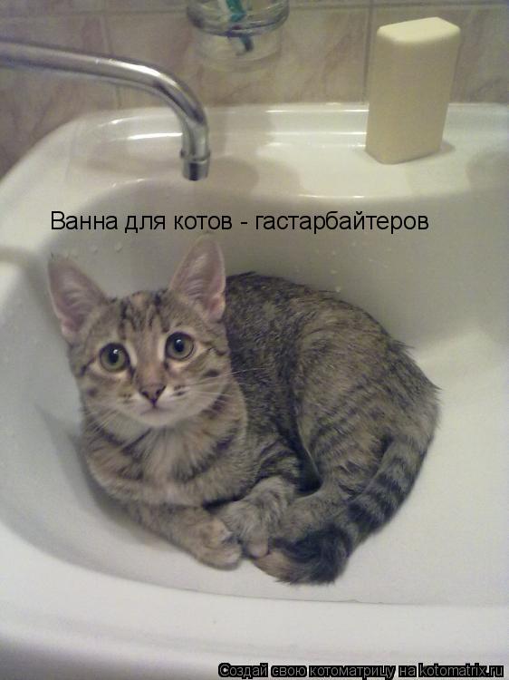 Котоматрица: Ванна для котов - гастарбайтеров