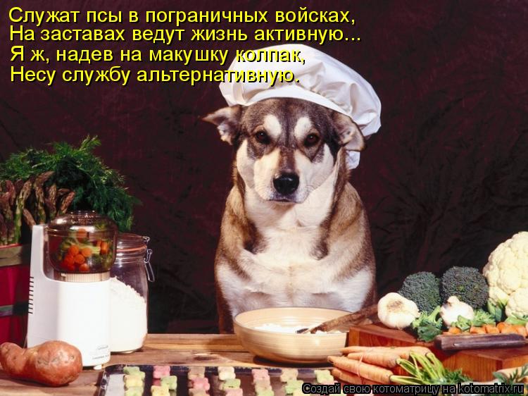 Котоматрица: Служат псы в пограничных войсках, На заставах ведут жизнь активную... Я ж, надев на макушку колпак, Несу службу альтернативную.