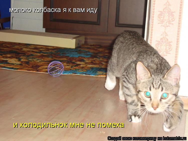 Котоматрица: молоко колбаска я к вам иду и холодильнок мне не помеха
