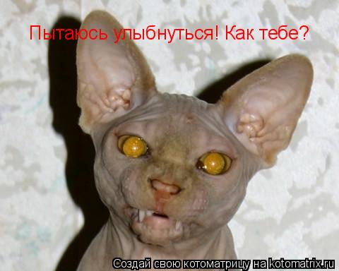 Котоматрица: Пытаюсь улыбнуться! Как тебе?