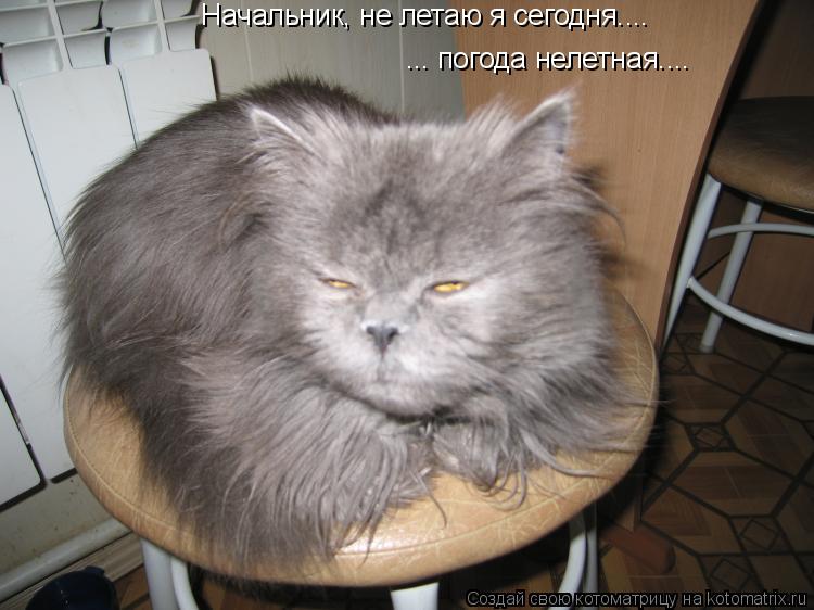 Котоматрица: Начальник, не летаю я сегодня.... ... погода нелетная....