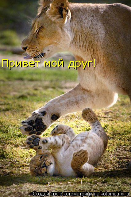 Котоматрица: Привет мой друг!