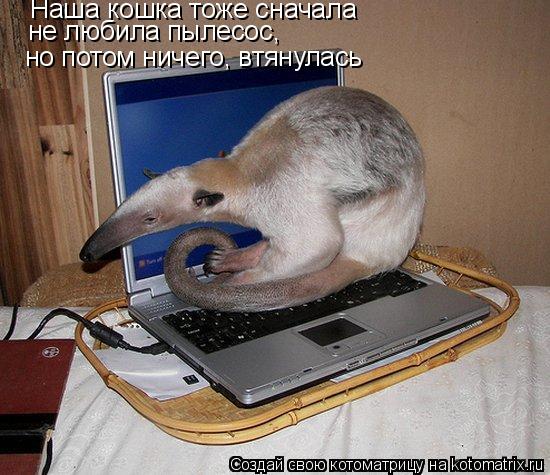 Котоматрица: Наша кошка тоже сначала не любила пылесос, но потом ничего, втянулась