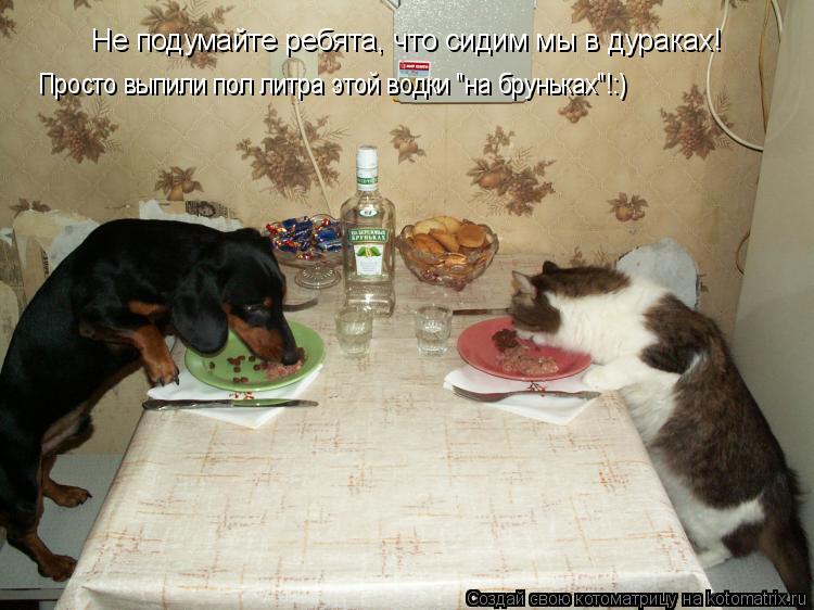Котоматрица: Не подумайте ребята, что сидим мы в дураках! Просто выпили пол литра этой водки "на бруньках"!:)