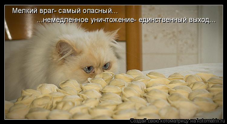 Котоматрица: Мелкий враг- самый опасный... ...немедленное уничтожение- единственный выход...