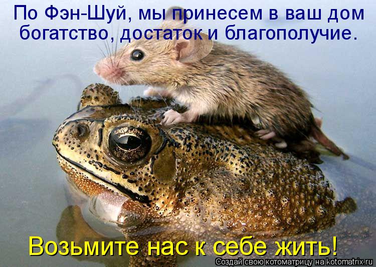 По Фэн-Шуй, мы принесем в ваш дом богатство, достаток и благополучие. Возьмите нас к себе жить!