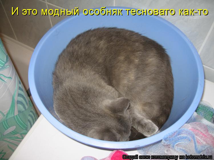 Котоматрица: И это модный особняк тесновато как-то