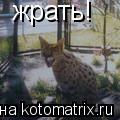 Котоматрица: жрать!