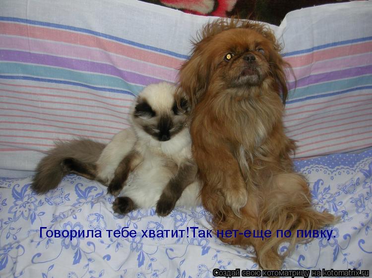 Котоматрица: Говорила тебе хватит!Так нет-еще по пивку.