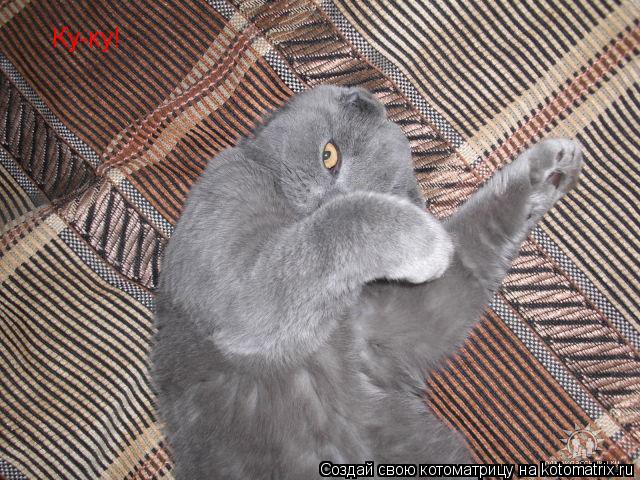 Котоматрица: Ку-ку!