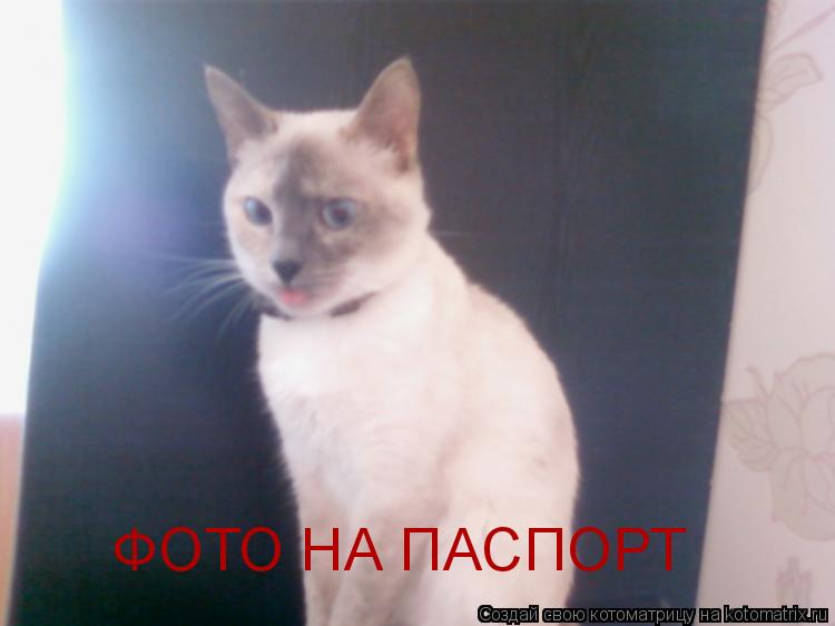 Котоматрица: ФОТО НА ПАСПОРТ