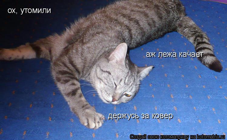 Котоматрица: ох, утомили аж лежа качает , , держусь за ковер