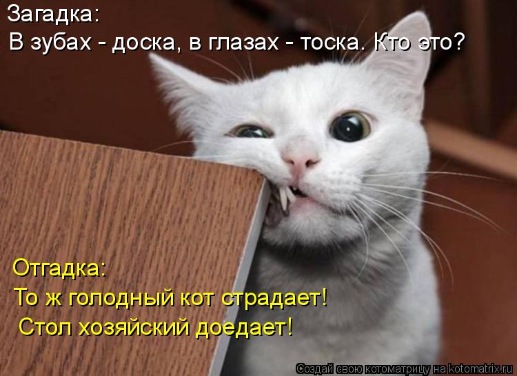 Котоматрица: Загадка: В зубах - доска, в глазах - тоска. Кто это? Отгадка: То ж голодный кот страдает! Стол хозяйский доедает!