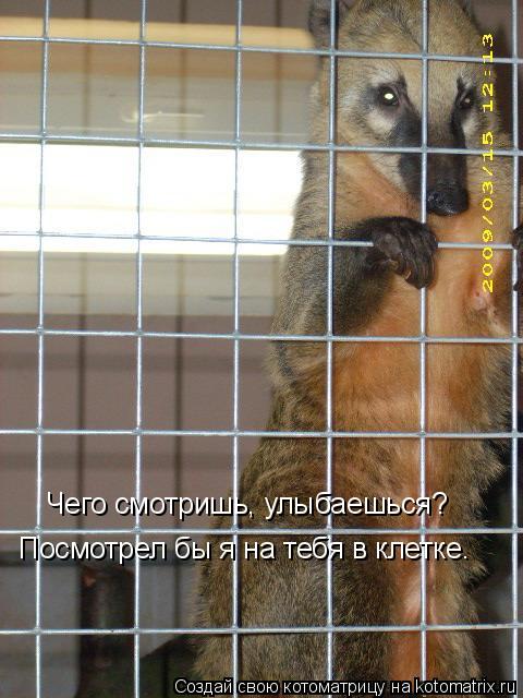 Чего смотришь, улыбаешься? Посмотрел бы я на тебя в клетке.... Котоматрица: Чего смотришь, улыбаешься? Посмотрел бы я на тебя в клетке.