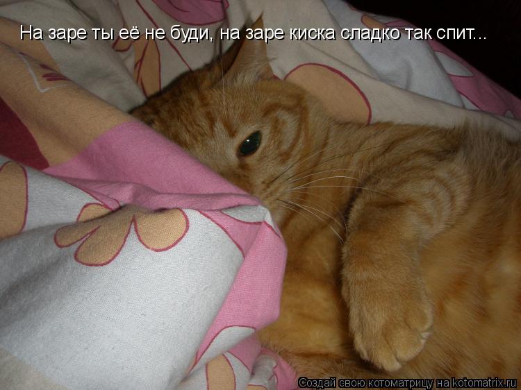 Котоматрица: На заре ты её не буди, на заре киска сладко так спит...