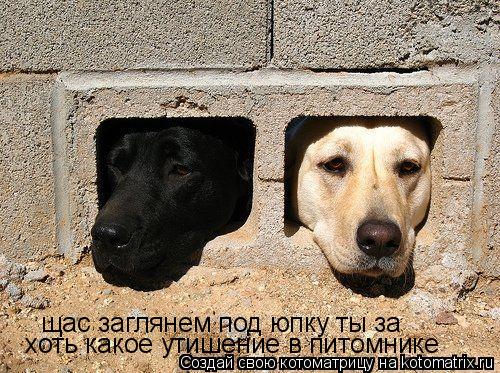 Котоматрица: щас заглянем под юпку ты за хоть какое утишение в питомнике