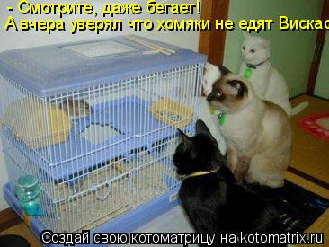 Котоматрица: - Смотрите, даже бегает! А вчера уверял что хомяки не едят Вискас...