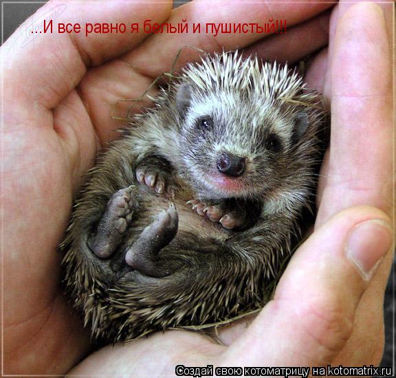 Котоматрица: ...И все равно я белый и пушистый!!!
