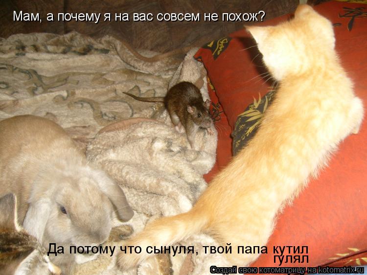 Мам, а почему я на вас совсем не похож? гулял Да потому что сынуля, твой папа кутил... Котоматрица: Мам, а почему я на вас совсем не похож? гулял Да потому что сынуля, твой папа кутил