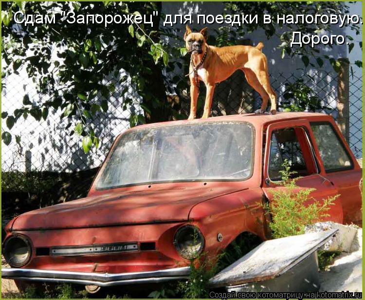 Котоматрица: Сдам "Запорожец" для поездки в налоговую.  Дорого.