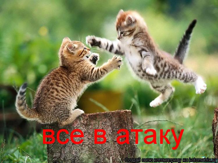 Котоматрица: все в атаку