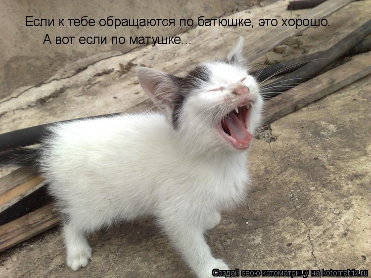 Если к тебе обращаются по батюшке, это хорошо. А вот если по матушке...... Котоматрица: Если к тебе обращаются по батюшке, это хорошо. А вот если по матушке...