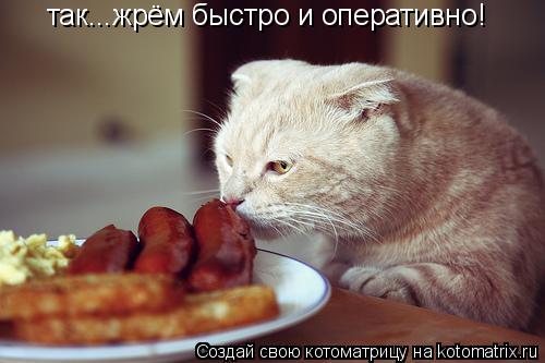 Котоматрица: так...жрём быстро и оперативно!