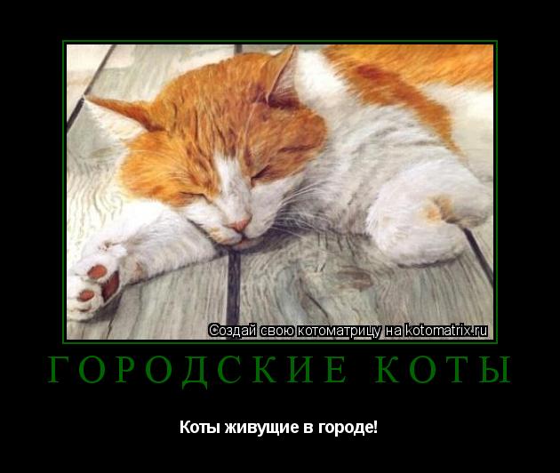 Котоматрица: Городские коты Коты живущие в городе!