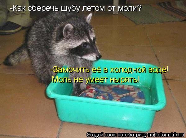 Котоматрица: -Замочить её в холодной воде! -Как сберечь шубу летом от моли? Моль не умеет нырять!