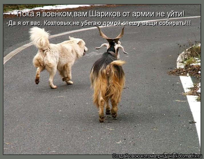 -Пока я военком,вам Шариков от армии не уйти! -Да я от вас, Козловых,не убегаю,домой спешу-вещи собир... Котоматрица: -Пока я военком,вам Шариков от армии не уйти! -Да я от вас, Козловых,не убегаю,домой спешу-вещи собирать!!!