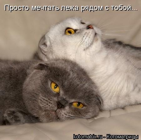 Котоматрица: Просто мечтать лежа рядом с тобой...