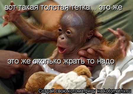 Котоматрица: вот такая толстая тетка... это же  это же сколько жрать то надо