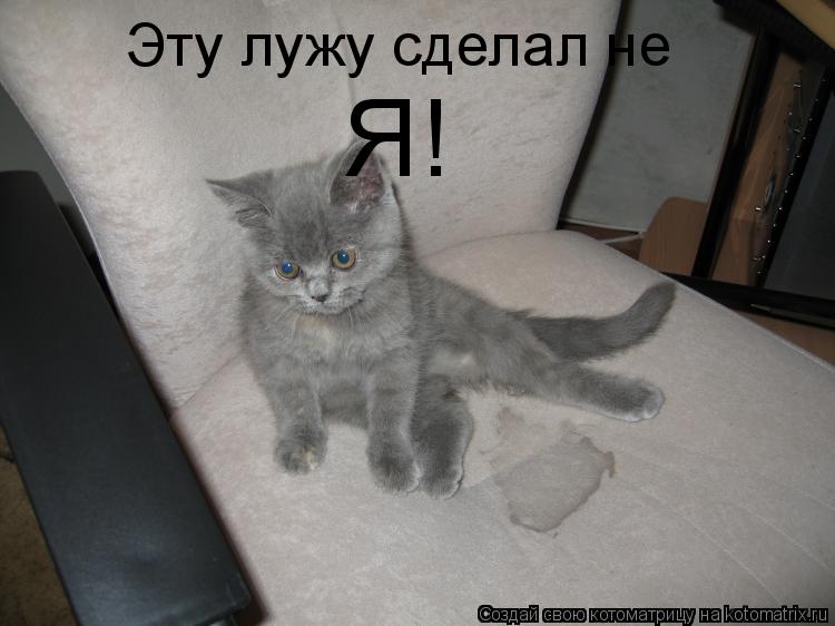 Котоматрица: Эту лужу сделал не Я!
