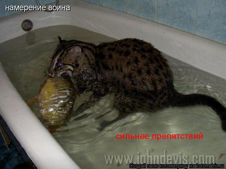 Котоматрица: намерение воина сильнее препятствий