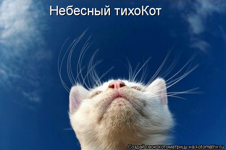 Котоматрица: Небесный тихоКот