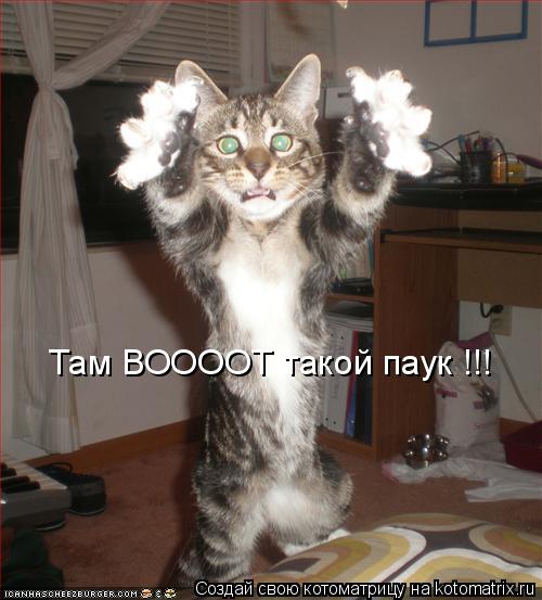Котоматрица: Там ВООООТ такой паук !!!