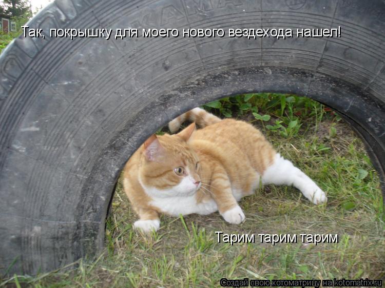 Так, покрышку для моего нового вездехода нашел! Тарим тарим тарим... Котоматрица: Так, покрышку для моего нового вездехода нашел! Тарим тарим тарим