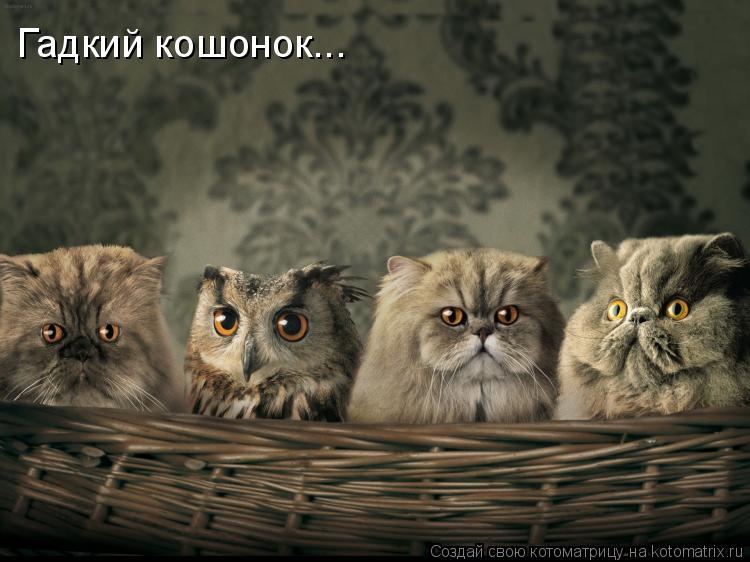 Гадкий кошонок...... Котоматрица: Гадкий кошонок...