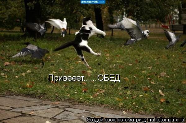 Котоматрица: Привееет......ОБЕД