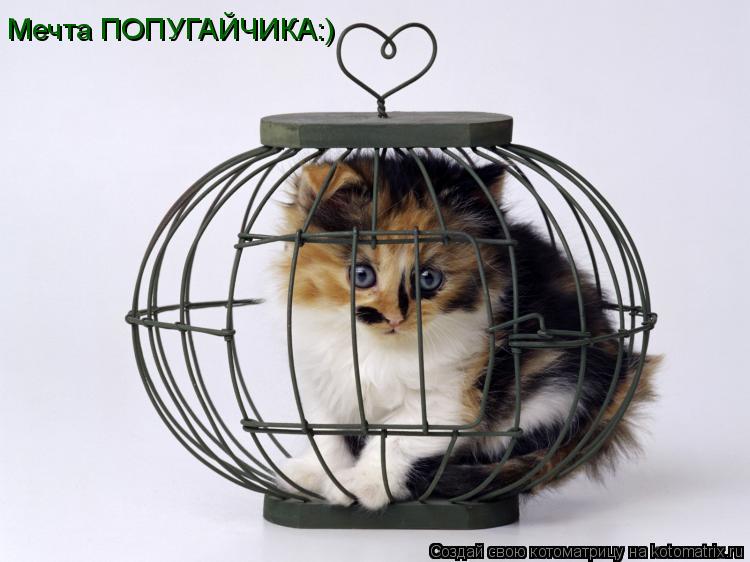 Котоматрица: Мечта ПОПУГАЙЧИКА:)