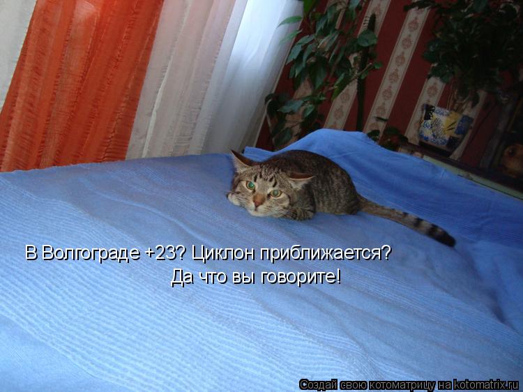 Котоматрица: В Волгограде +23? Циклон приближается?  Да что вы говорите!