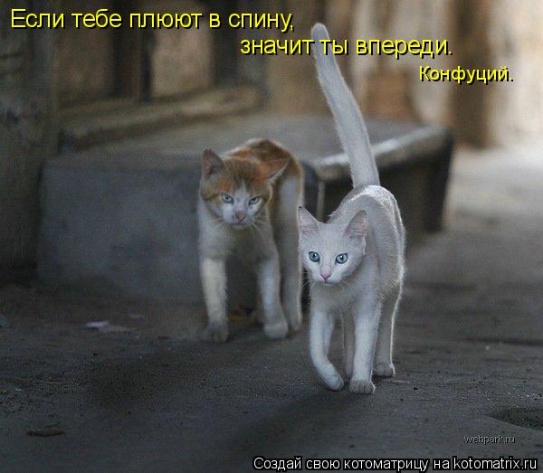 Если тебе плюют в спину, значит ты впереди. Конфуций.... Котоматрица: Если тебе плюют в спину, значит ты впереди. Конфуций.