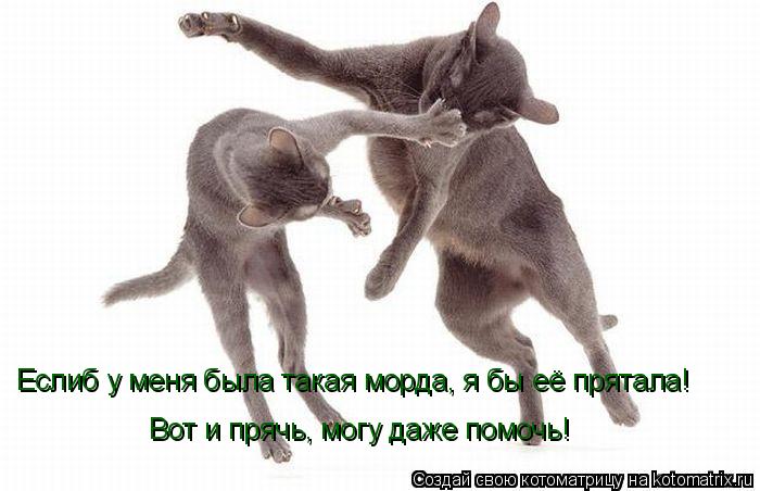 Еслиб у меня была такая морда, я бы её прятала! Вот и прячь, могу даже помочь!... Котоматрица: Еслиб у меня была такая морда, я бы её прятала! Вот и прячь, могу даже помочь!