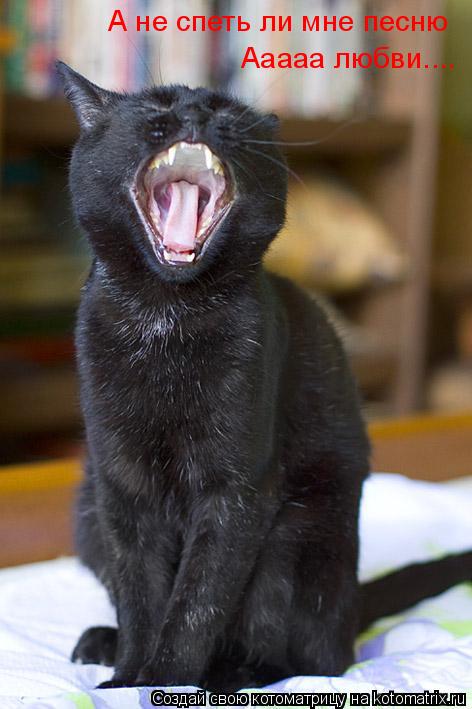 Котоматрица: А не спеть ли мне песню  Ааааа любви....
