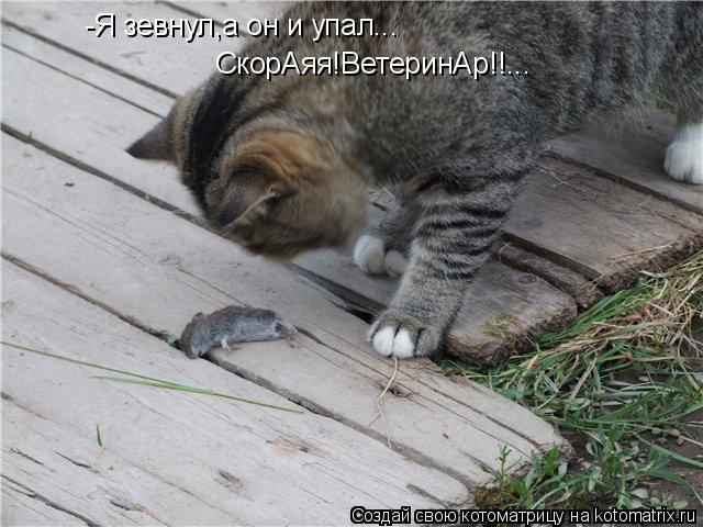 Котоматрица: -Я зевнул,а он и упал... СкорАяя!ВетеринАр!!...