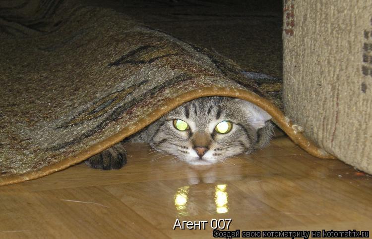 Котоматрица: Агент 007
