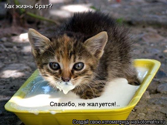 Как жизнь брат? Спасибо, не жалуется!..... Котоматрица: Как жизнь брат? Спасибо, не жалуется!..
