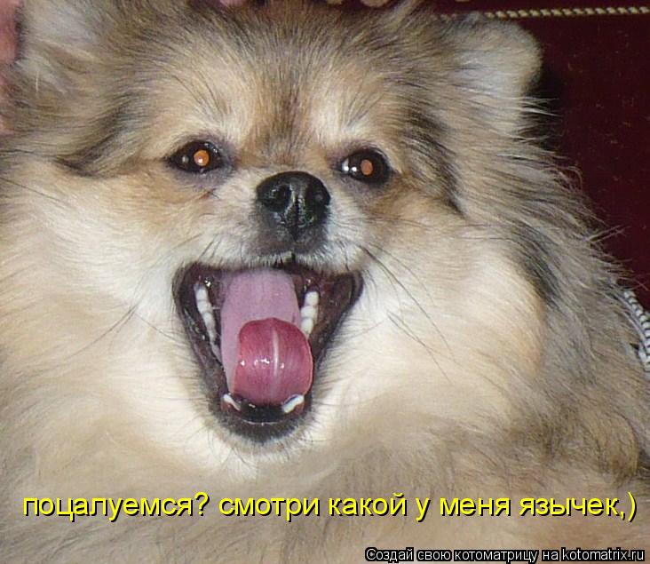 Котоматрица: поцалуемся? смотри какой у меня язычек,)