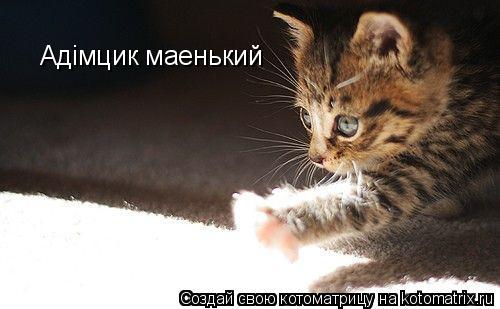 Котоматрица: Адiмцик маенький